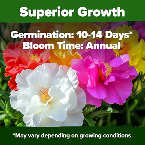 Image of HOME GROWN 23,500+ Moss Rose Seeds (Bulk Pack) Annual Flower for Ground Cover - Heirloom Portulaca Seeds for Planting Outdoors - Great for Low-Maintenance Gardens (Portulaca grandiflora)