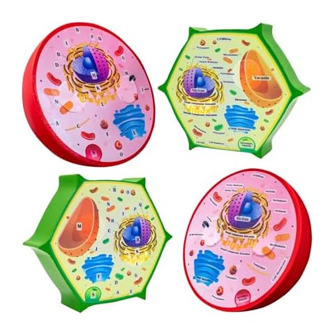 Merhoff & Larkin Animal & Plant Cell Cross Sectional Foam Models Bundle | Great for Classroom Learning, Teaching & STEM Kits | Clearly Labeled Organelles | Useful for Biology, Anatomy & Scie Cover