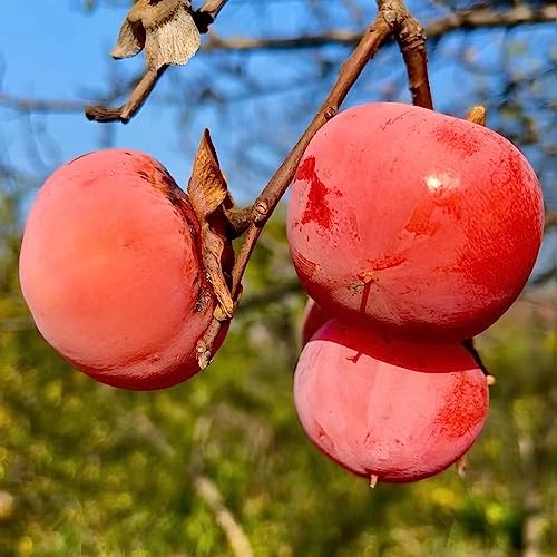 Kakibaum Kaufen Winterhart Die 15 besten Produkte im Vergleich