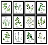 Kitchen Herbs Art Prints Botanical Prints Set of 12 - Unframed - Beautiful Green Garden Nature White...