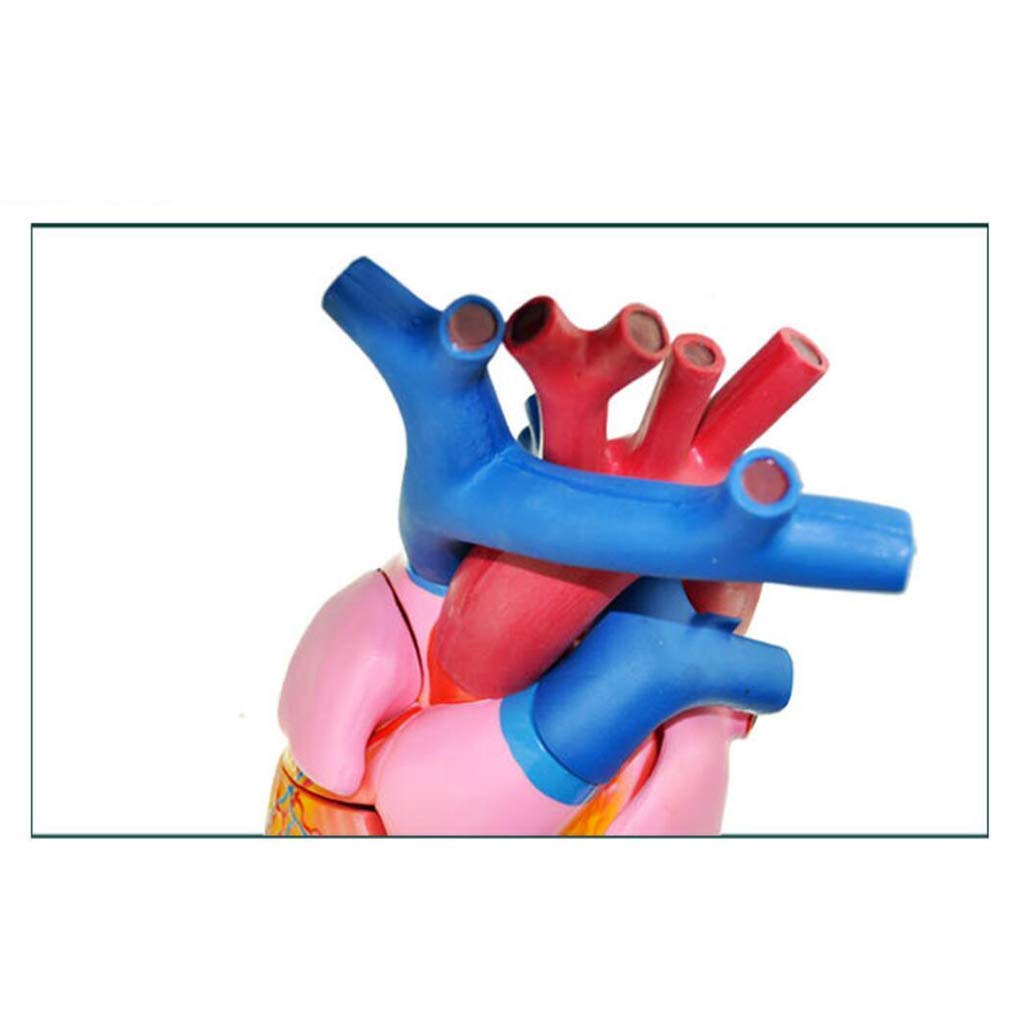 Modello anatomico Modello Cardiaco con ingrandimento 5 X - Modello anatomico di Organo Umano Modello Cardiaco Materiale PVC Modello Umano anatomico scientifico