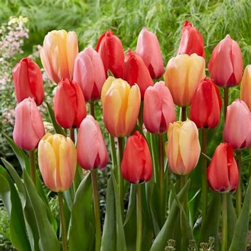 Bulbi di tulipano, bulbi di tulipani perenni resistenti all'inverno per la semina in interni ed esterni-6 cipolle-a