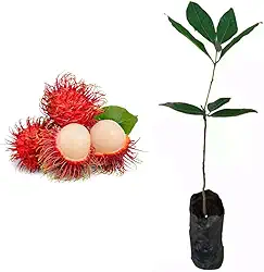Muda de Rambutan 20 a 40cm - Frutífera Exótica Tropical de Sabor Doce para Pomar e Jardim - AMK Jardinagem