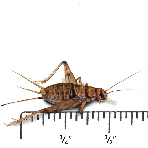 Josh's Frogs 1/2" Banded Crickets (1000 Count)