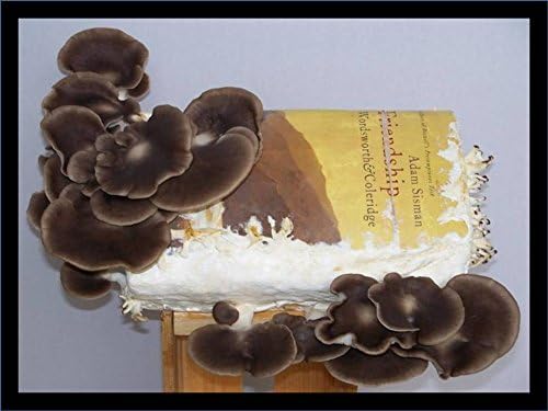Forest Organics Growing Golden Enoki Mushrooms on Books Kit DIY