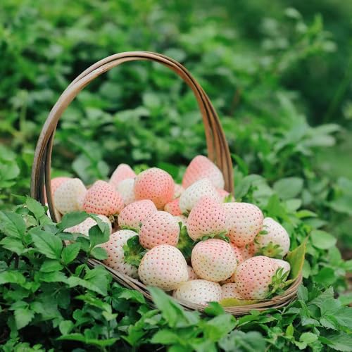 200 piezas semillas de plantas de fresas fruta columnar semillas saladas plantas de balcón resistentes, madroño plantas de fresa, plantas en macetas resistentes semillas de frutas,