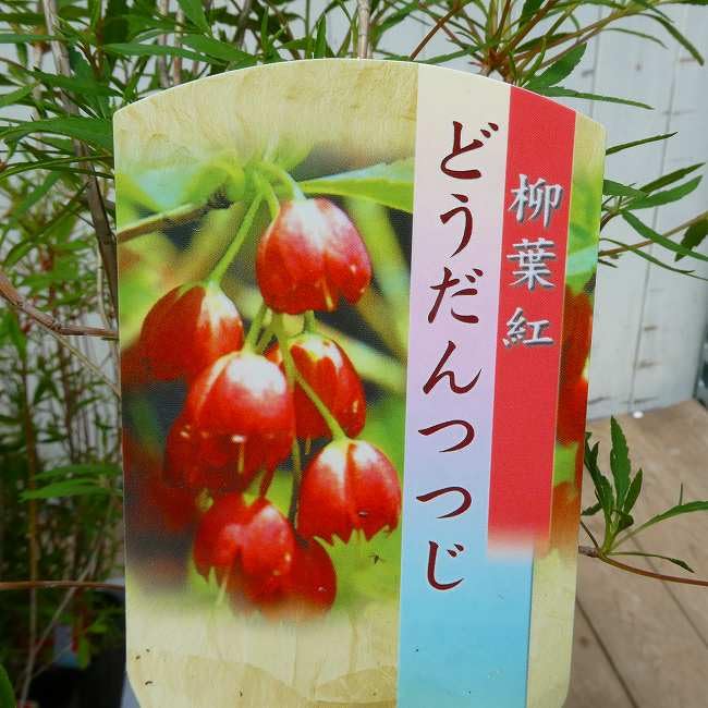 Amazon.co.jp: ドウダンツツジ 苗 柳葉紅ドウダンツツジ 3号 春の花木