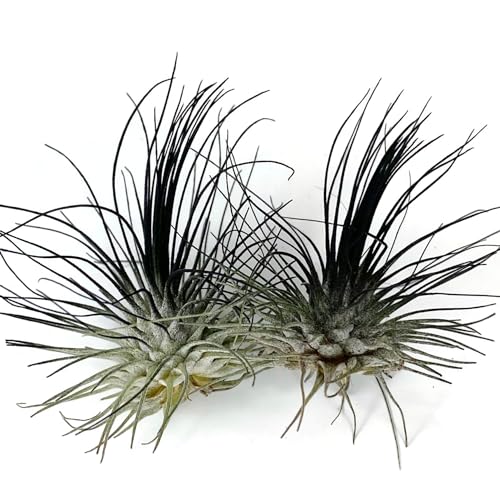 Image of Thin Air Plant, Guatemala Tillandsia Live Airplant, Healthy Arrival Guaranteed, Great Indoor Plant, Home Decor & Gift (2 Black)