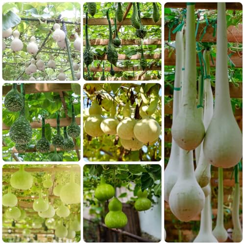 comprar semillas de calabaza de botella, variedades antiguas de calabaza de invierno, 25pcs