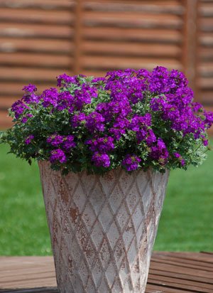 Creative Farmer Flower Seeds : Mosquito Plant(Mosquito Repellent) Blue Flower Everblooming Flowers Garden [Home Garden Seeds Eco Pack] Plant Seeds (B078RFWBQL) Amazon Price History, Amazon Price Tracker