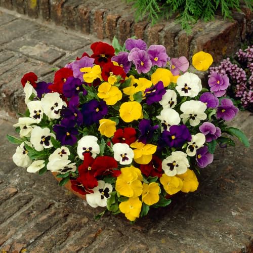 Mix Pansy Plants Live, Colorful Blooms for Garden Beds, Containers, and Borders, Pansies Flowers in Pot 3-5 Inches