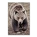 Bears by Robert Harding Picture Library, 12x19-Inch Canvas Wall Art