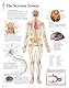The Nervous System