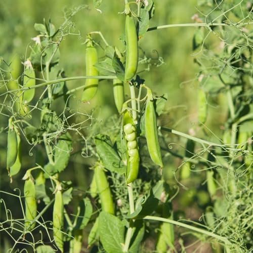 Semi di piselli invernali biologici - rampicante balcone resistenti aiuola rialzata 20pcs