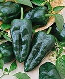 Ancho Grande Semillas de pimienta, Poblanos Pimientos calientes, Pimientos Heirloom sin OMG, 50 unidades