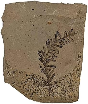 The Geode Mine Genuine Fossilized Leaf from The Metasequoia Tree (Dawn Redwood)