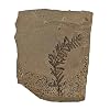 The Geode Mine Genuine Fossilized Leaf from The Metasequoia Tree (Dawn Redwood)