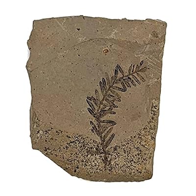 The Geode Mine Genuine Fossilized Leaf from The Metasequoia Tree (Dawn Redwood)