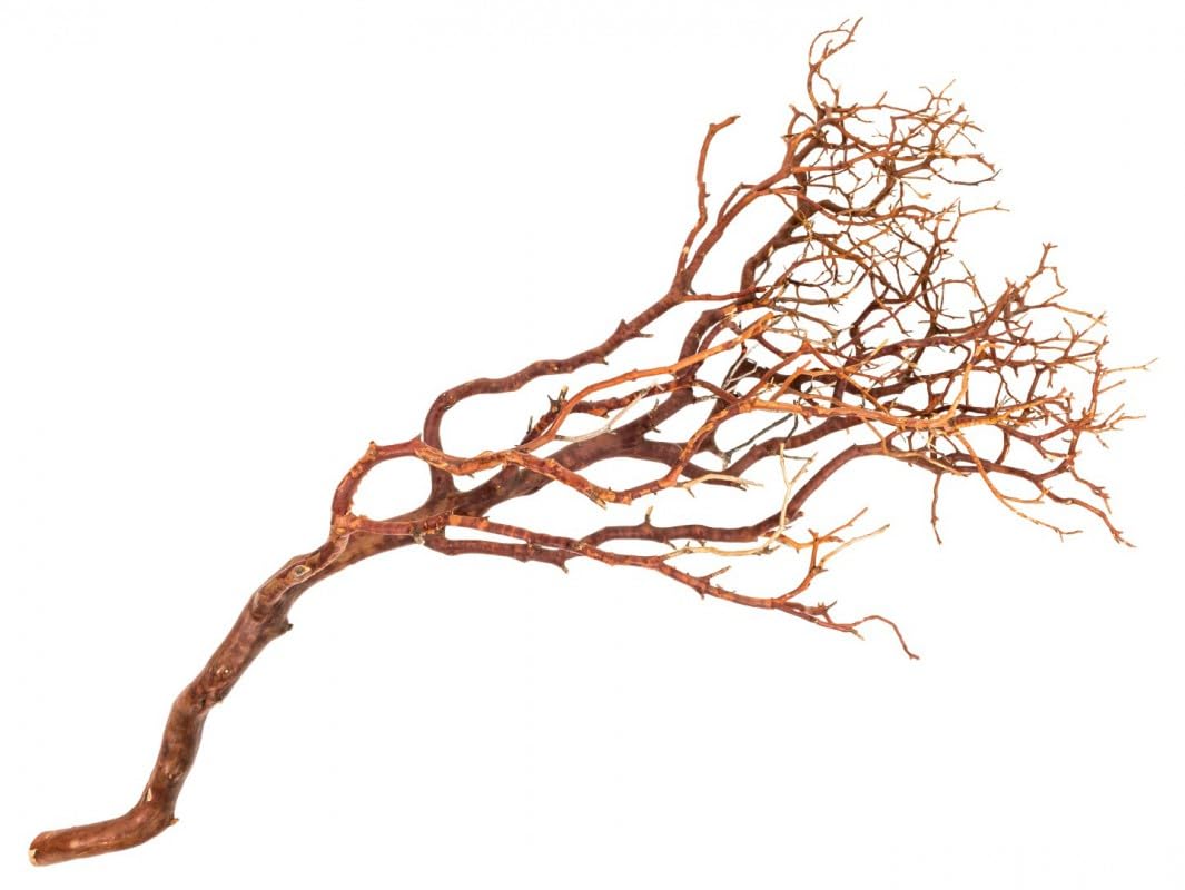 NaDeco Manzanita Baum Natur ca. 90cm hoch Manzanita Zweig Natur Zweig Dekobaum Hochzeitsbaum Dekobaum Dekozweige