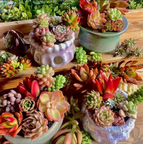 Succulent Cuttings 12pcs Rare Succulents Plants Live, Bare Root Without