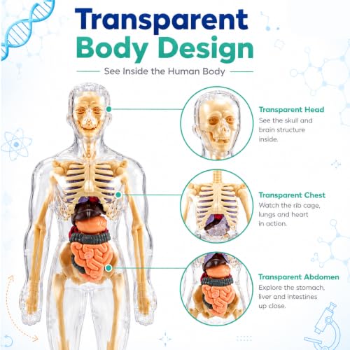 Image of Lifelong Labs Anatomy Kit | 29-Piece Anatomy Kit with Skeleton, Organs, Body Parts | Human Body 3D Puzzle, STEM Science Toy | Skeleton Model Detachable Bones | Body Parts Toy for Kids Ages 5-12 Yrs