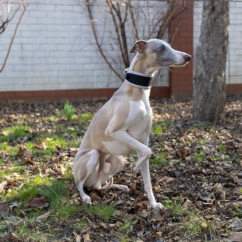 Ferplast Hundehalsband ERGOCOMFORT, Windhundhalsband, weiche Polsterung, Rot