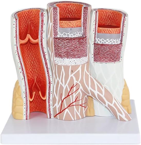 Arteriovenous Model, Venous Anatomical Model, Human Blood Vessel Structure Arteriovenous Model, for Medical Teaching, Science Teaching Classroom Study Display