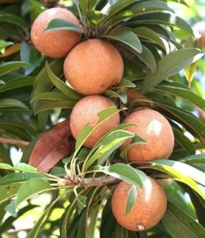 Image of Live Cheeku (Sapodilla) Fruit Plant - Outdoor Garden Tree - Sweet Tropical Fruit - Fast Growing & Hardy - Grafted Live Plant