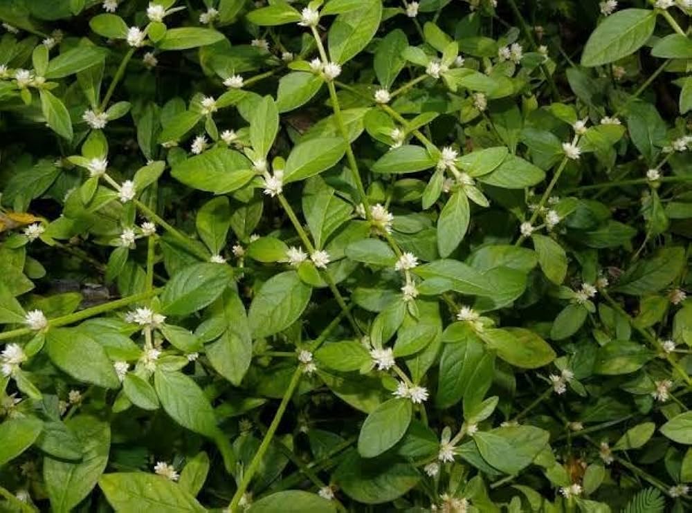 Sessile joyweed Garundi Alternanthera sessilis Madaranga Live Plant : Amazon.in: Garden & Outdoors