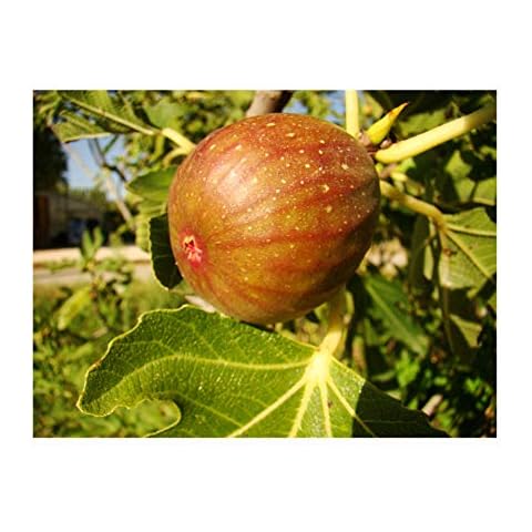 Self-Fertile Fig Tree 'Signora' Cover