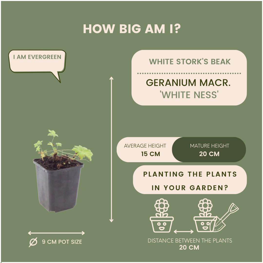 Plants by Frank Geranium Macrorrhizum White Ness, 60 plantes, Ø 9 cm