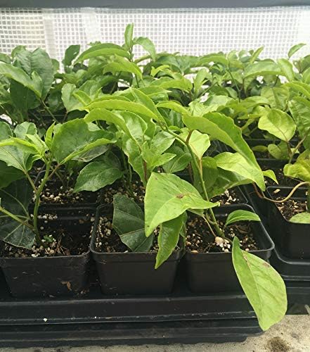 1 Live Plant 3-8 inch of Passiflora Edulis - Red Rover Purple Passion Fruit Plant - Edible