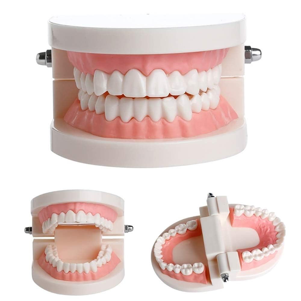 Teeth Model Teaching Kids To Brush Standard Dental Clinic Accessories Dental Models For Patient Education Dentures Teeth Set Denture Model For Studying Displaying – 1-image-14
