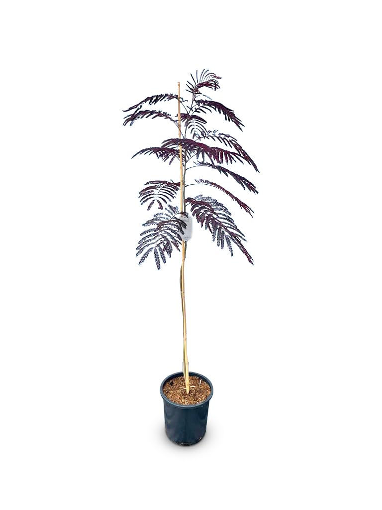 Sunnytree - Schlafbaum - Albizia Julibrissin 'Summer Chocolate' - Winterharter Baum - Rosa Blüte - 160cm - Seidenakazie