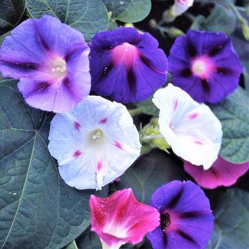 GrowZid Morning Glory Outdoor Gardening Flower Plant Seeds Pack Multi mix (B0B7XDKM65) Amazon Price History, Amazon Price Tracker