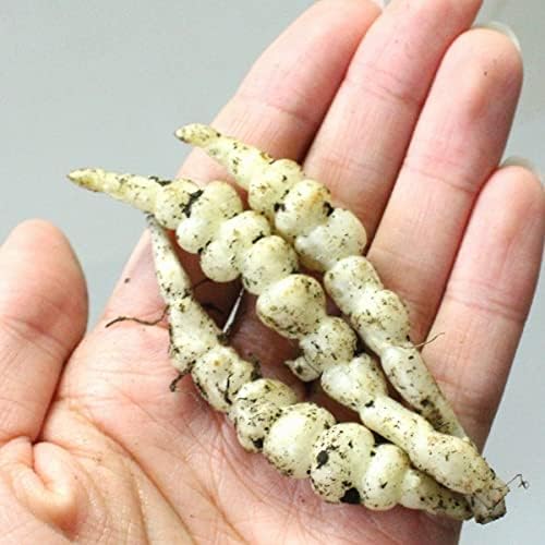 Amazon 紫桜館山の花屋 岩手県産ジャンボチョロギ 種芋100個 花