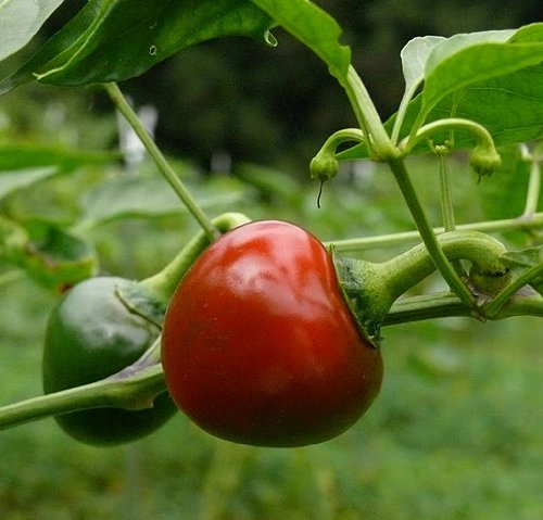 Golden Hills Farm Round Red cherry chilli 40-78 seeds