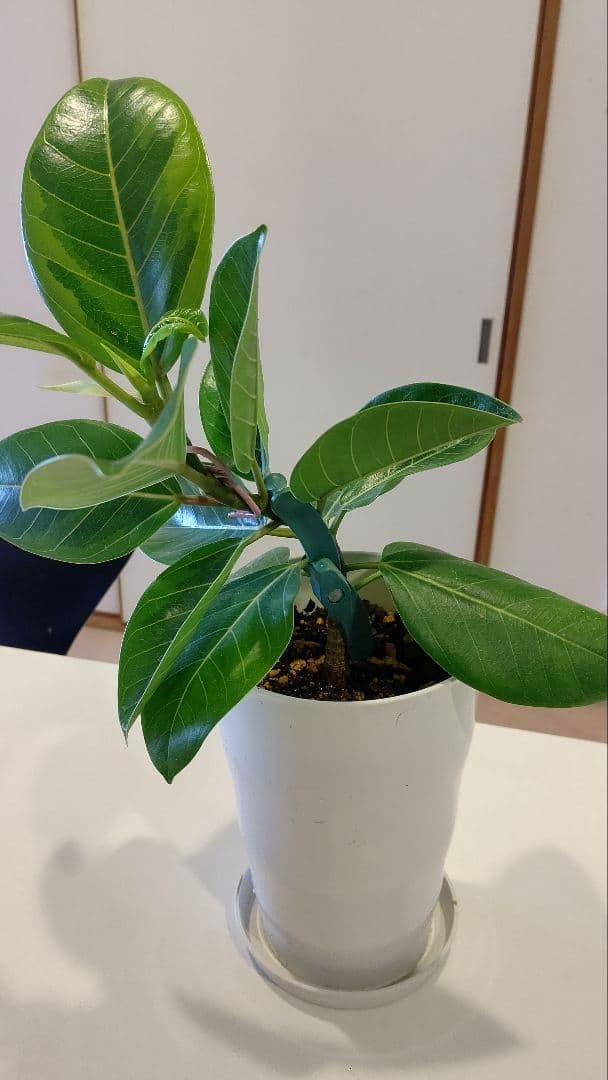 Amazon｜フィカス アルテシマ 実生株 ゴムの木 観葉植物 曲げ中 5号
