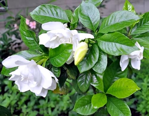 Image of Hidden Enterprise Gandharaj Live Flower Plant with Strong Fragrance for Garden Balcony Terrace Outdoor | Healthy Plant Producing Large White Blooms | Ideal for Natural Aroma Landscaping and Greenery