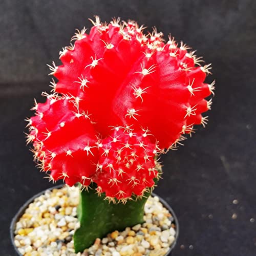 Red Grafted Moon Cactus - Gymnocalycium mihanovichii Hibotan Cacti Cactus