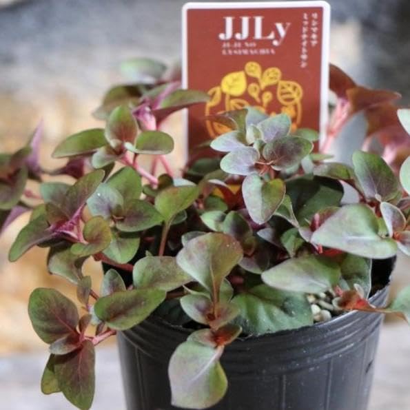 リシマキア　ご予約専用 リシマキア」の人気商品一覧 | 安い商品を通販サイトから探す - 価格.com