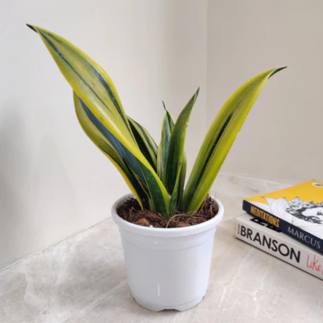 CAPPL Sansevieria Trifasciata Ghost | Snake Plant with Pot : Amazon.in:  Garden & Outdoors
