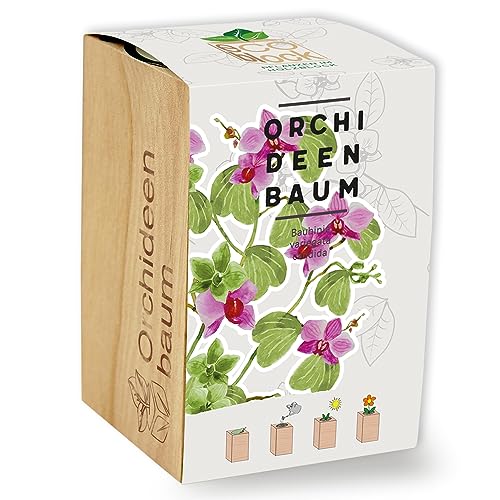 Feel Green ecoblock Orchideenbaum, Nachhaltige Geschenkidee (100% Eco...