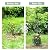 GOOOXIM Garden Obelisk 40.5 Inch Metal Trellis for Climbing Plants - Sturdy Support for Rose Bushes & Tall Vines, Featuring Decorative Bird and Leaf Elements, Perfect for Garden Decor