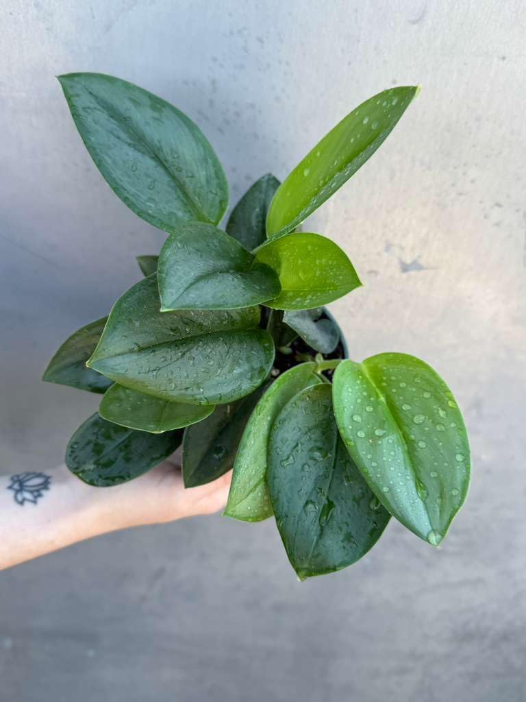 PLANTVERS Scindapsus Treubii ‘Moonlight’ in 4" Grow Pot – Rare Silver-Green Vining Plant – Trailing Indoor Plant - Air Purifying Plant - Tropical Houseplant