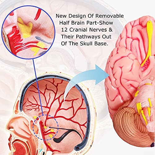 Image of Human Half Head Superficial Neurovascular Musculature Model with Removable Brain, Shows Cranial Cavity Nerve, Life Size Anatomical Head Model Skull Brain for Medical Teaching Learning, Education