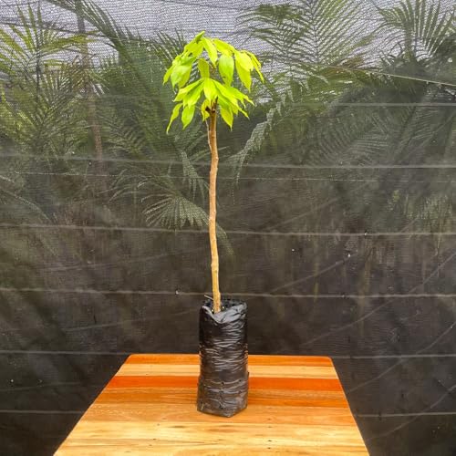 Muda Frutífera de Lichia