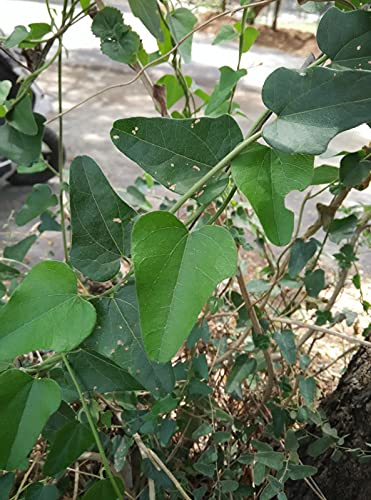 HERBALISM Jal Jamni Patalgarudi Farid buti Musakani Dirghakanda viddhakarni Broom Creeper Cocculus hirsutus Chhilihinta Vasanvel Plant (B098NS6SZJ) Amazon Price History, Amazon Price Tracker