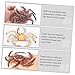 Imagen de Toddmomy De Cangrejo Simulación De Animales Marinos Juguete De Plástico Adorable De Animales Marinos para Decoración del Hogar Juguete Educativo