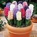 50 Pcs / Bag, Hyacinthus Seeds, Diy Potted Plants, Indoor / Outdoor Pot Seed Germination Rate of 95% Mixed Colors